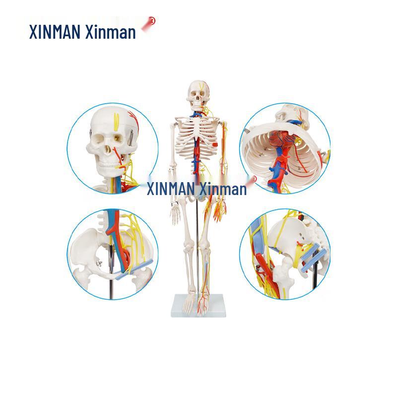 XINMAN 85 см модель человеческого скелета с нервами и кровеносными сосудами