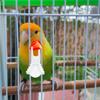 8Pcs Parrot Fruit Feeder Fork Vibrant Color Bird Cage Accessory for Fruits Vegetables Treats Small Pet Feeder Bird Snack Holder