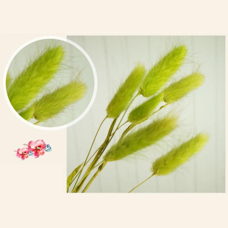 50pcs Dried Rabbit Tail Grass Flowers Artificial Plant Wedding Party