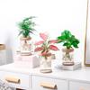 Transparent Hydroponic Flower Pots: Plastic Containers for Office and Desktop Green Plants