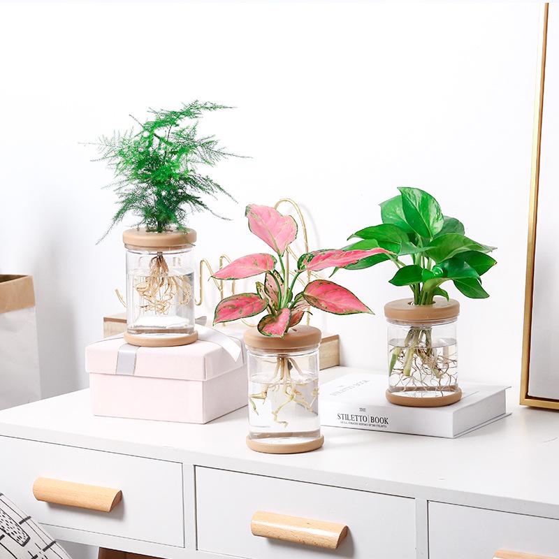 Transparent Hydroponic Flower Pots: Plastic Containers for Office and Desktop Green Plants