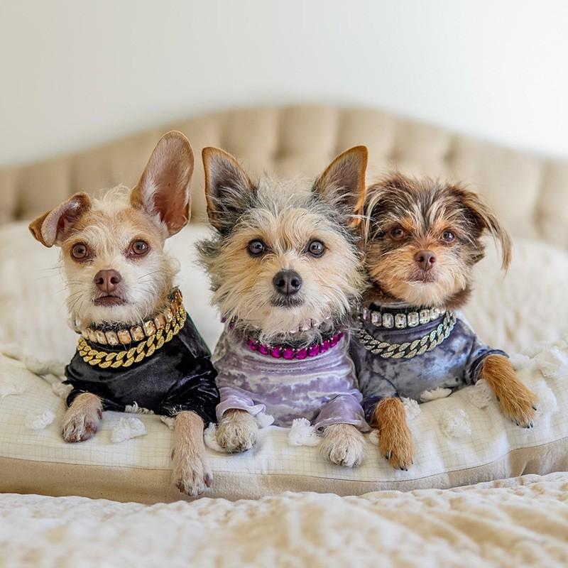 Luxury Rhinestone PU Leather Adjustable Pet Collar Dogs Cats Fashion Jewelry All Sizes