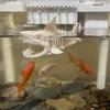 Hai-Skelett-Aquarium-Versteck, schwimmendes Betta-Versteck, 3D-gedruckte Garnelenhöhle für Garnelenbecken, Betta-Fisch-Nano-Aquarium-Dekoration