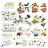 25 Piece Realistic Insect Life Cycle Card Set With Detailed Pvc Models For Kids Learning