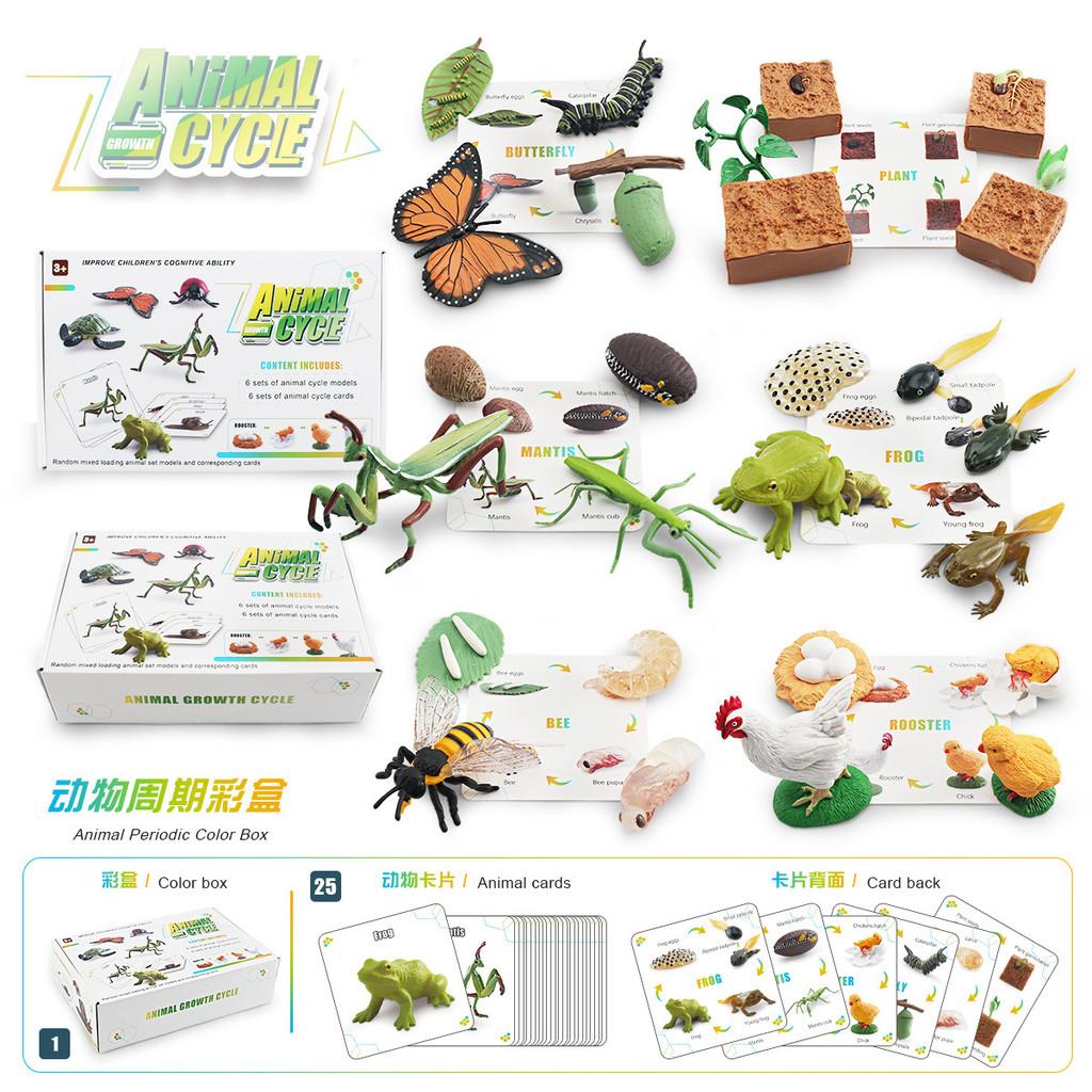 25 Piece Realistic Insect Life Cycle Card Set With Detailed Pvc Models For Kids Learning