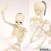 Mode della Casa Skeleton Figure 36cm Toy Skeleton Skull Interior Horror Halloween Goods (Regular Item)