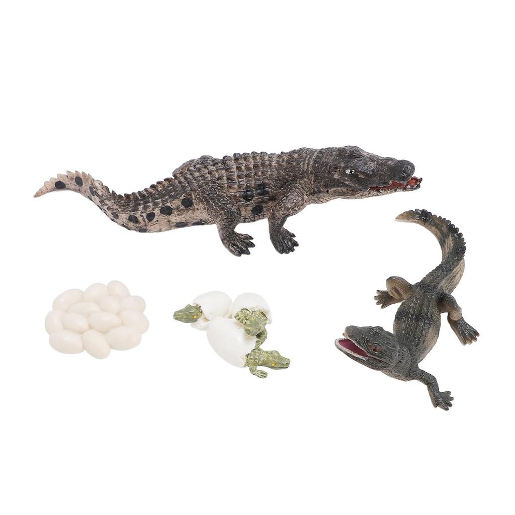 Animal Growth Life Cycle Model Set Early Education PVC Cognition Reptile Animal Figures for Children