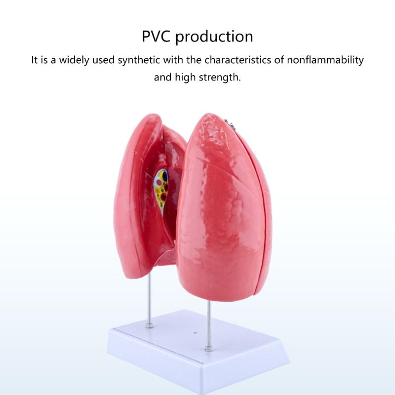 Human Anatomical Lung Model with Detachable Parts Normal Lung Anatomy Model for Clinical Settings and Lecture Report