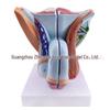 Male Reproductive and Urinary System Teaching Model with Internal and External Genitalia