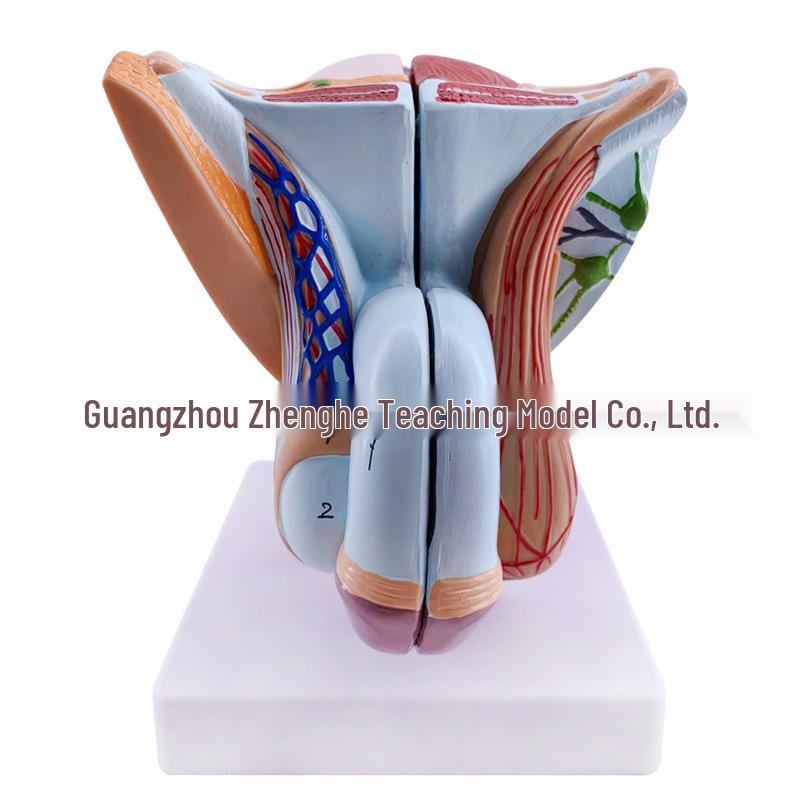 Male Reproductive and Urinary System Teaching Model with Internal and External Genitalia
