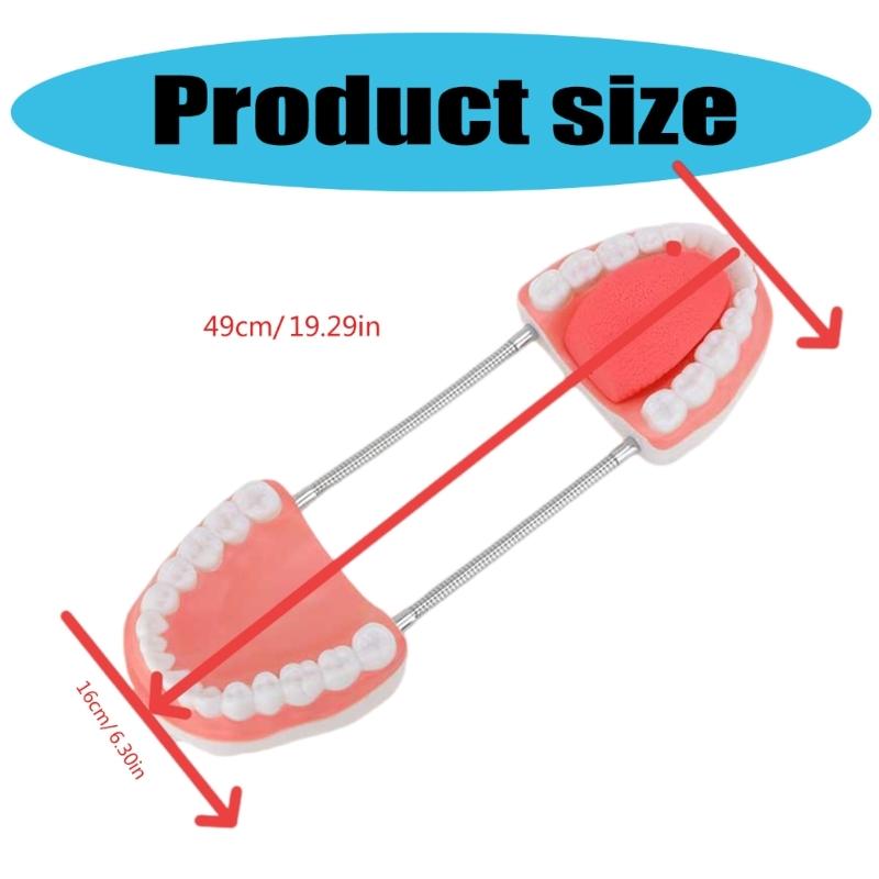 Human Teeth Model with Removable Tongue Enlarged Teeth Tongue Anatomical Model Educational Teaching Aids