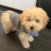 Fashion Knitted Dog Sweater Warm Comfort Pet Dog Clothes Universal Dog Winter Clothes for Small Medium Dogs Chihuahua Puppy Pet