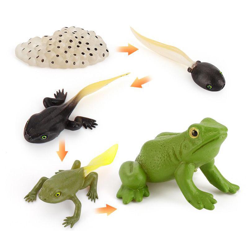 Enchanting Simulation Solid Turtle Chick Frog Animal Growth Cycle Montessori Teaching Aids For Unique Gifts And Decorative Accents