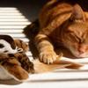 Electric Flapping Bird Toy Cats Interactively Sound Exercise Boredom Relief