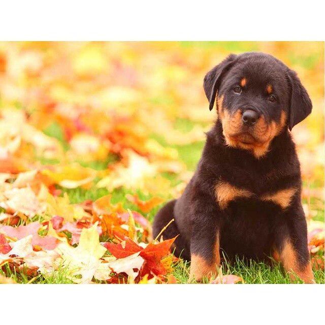 Pictură cu diamant 5D DIY câine drăguț animal de companie cu punct de cruce broderie cu diamante mozaic animal foraj complet rotund