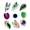 1PC Home Decor Magnetic Patch Refrigerator Magnets Tropical For Reminders Creative Simulation Plant Leaf-shaped Acrylic Drip