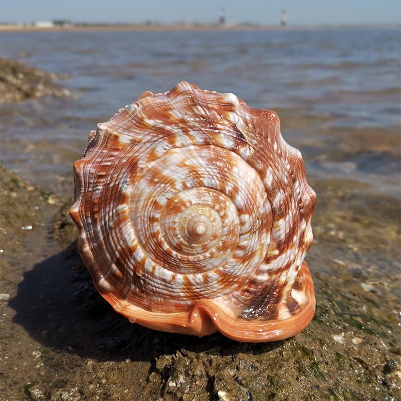 Large Conch Seashell Ornament for Wall Decor, Aquarium Aquascaping, and Sea Sound Collection