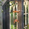 Rust-Colored Small Birdhouse Feeder with Bell Wind Chime.