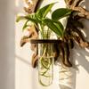 Wooden Sun Shaped Wall Mounted Hydroponic Plant Holder with Glass Test Tube Vase for Small Plants and Decorative Display Indoor Outdoor Use
