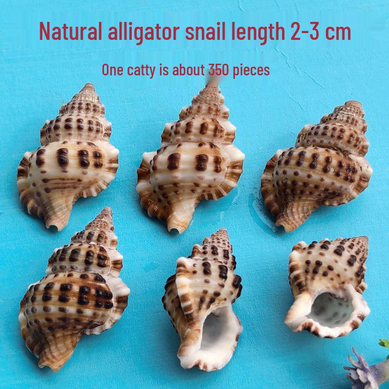 Conch Shells & Starfish for Hermit Crabs: Aquarium Decor & Drift Bottle Accessories
