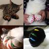 120 Stuks Katten Nageldopjes Natuurlijk Veilig Kattenklauw Hoesjes Tips met Lijm En Applicators Niet-Toxisch 6 Kleuren Katten Nagelhoesjes