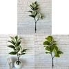 Grüne Topfpflanze Bonsai mit weißen Rändern für Heimdekoration und Foto-Requisiten