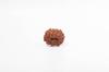 Natural 12 Mukhi Rudraksha Bead – Nepali Origin | Bead for Leadership, Confidence & Solar Chakra Balance Success | Organic & Lab Certified