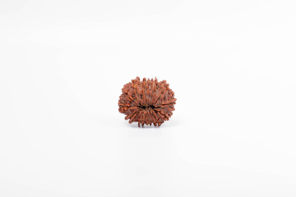 Natural 12 Mukhi Rudraksha Bead – Nepali Origin | Bead for Leadership, Confidence & Solar Chakra Balance Success | Organic & Lab Certified