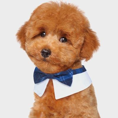 [Pet] Ribbon Collar Decoration (Large)