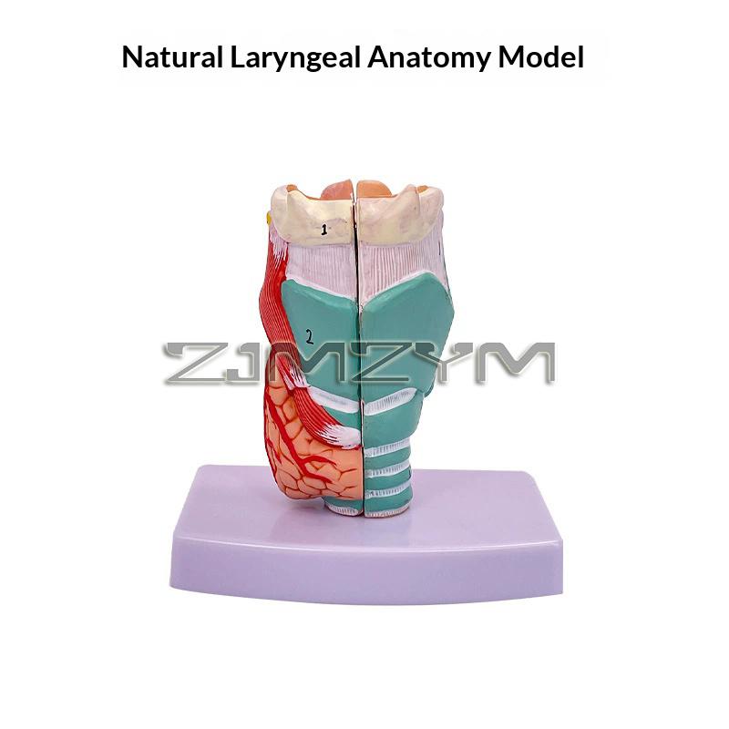 2X Enlargement Pharynx Model Laryngeal Structure Model Human Throat Anatomy Medical Science Teaching Aid Simulation