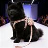 Dog Leash & Harness Set for Small To Large Dogs