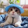 1pc Spring and Summer Cat Dog Sun Hat with Exposed Ears Pet Fisherman Hat Headwear Princess Hat