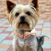 Personalized Bowknot Dog Collar Nylon Plaid Dog Collars Free Engraving Custom Pet Nameplate Necklace For Small Medium Large Dogs