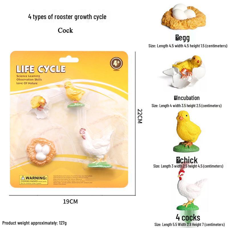 Children's Cognitive Toys: Frog Tadpole Growth Cycle Models