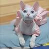 Fashion Sphynx Cat Full Dress with Bow Sweet Pet Wedding Dresses Clothes for Cats Gotas Kitten Skirt mascotas Costume vestidos