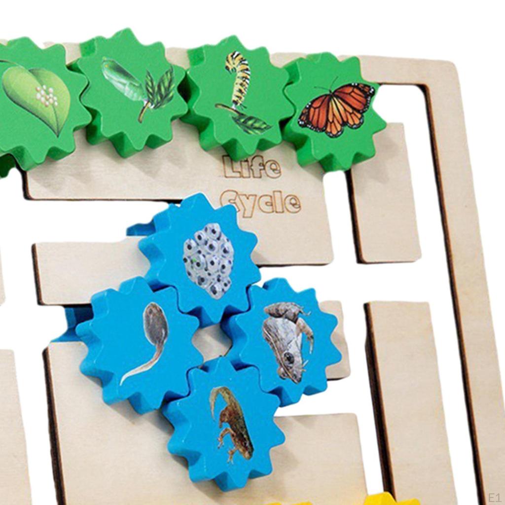 Sensory Toy Wooden Animals Life Growth Cycle Puzzle Educational Montessori for