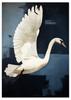 Poster Swan Abstraction Picture