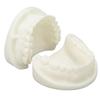 Tooth Model Educational Simulation White Corundum Dental Model for Teaching Study Supplies