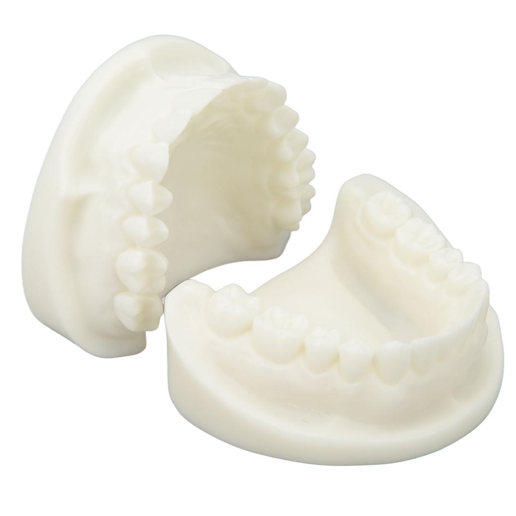 Tooth Model Educational Simulation White Corundum Dental Model for Teaching Study Supplies