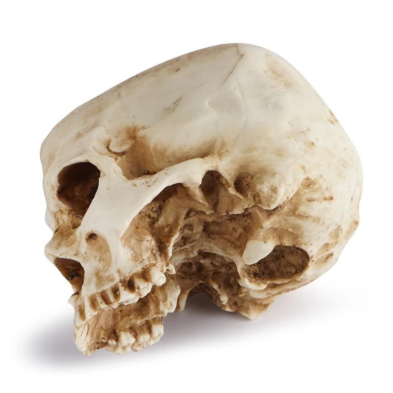 1pc,Resin Skull Planter Flower Succulents Pot Cactus Planter Pots Holder Halloween For Home Office (Plants Not Include)