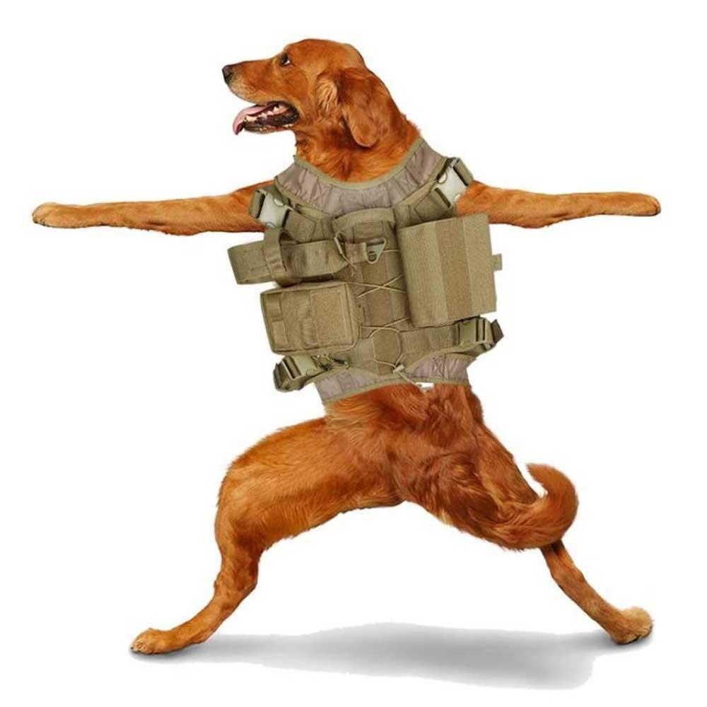 rescue in training dog vest