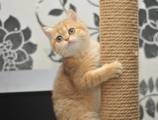 Arranhador de gato com poste - construção estável 80 cm.