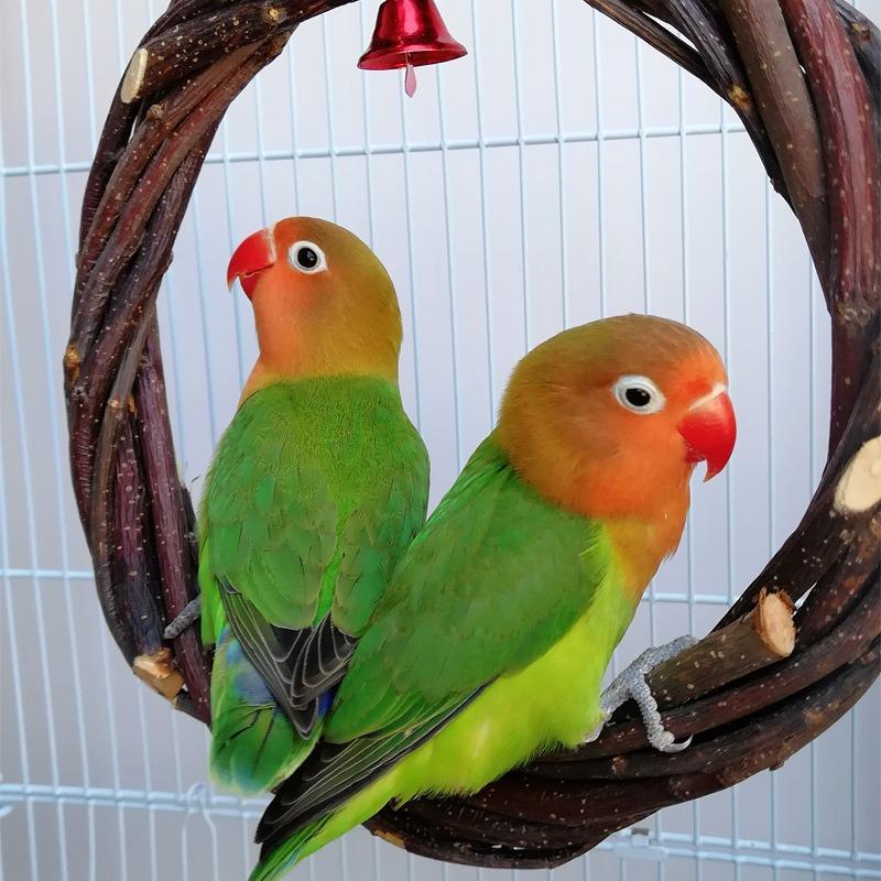 Papageienspielzeug Ring, Vogelschaukel, Apfelzweig geflochtener Ring, Vogelständer, Rattanring, Nagespielzeug Vogelkäfig