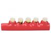 Dental Teeth Model Ceramic Clear Structure Oral Care Educational Periodontal Disease Model