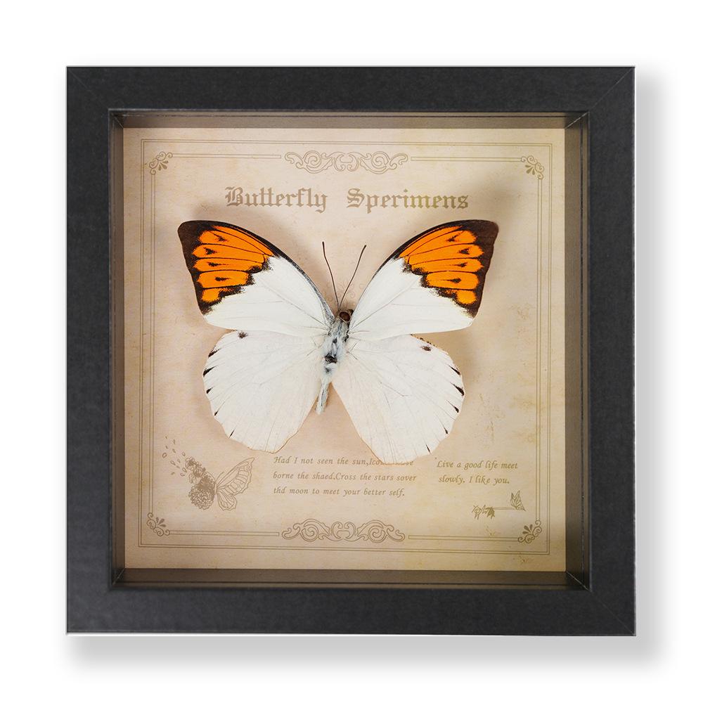 Green Banded Swallowtail Butterfly Specimen Decorative Painting - Real Insect for Display