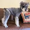Trendiger Herbst-/Winterpullover für kleine Haustiere: Schnauzer, Yorkie, Französische Bulldogge, Pudel und Katzen.