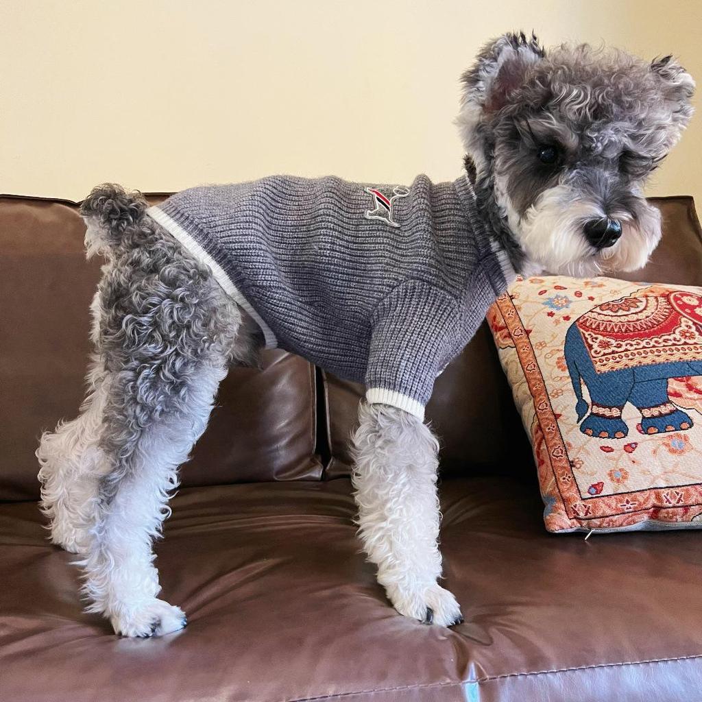 Trendiger Herbst-/Winterpullover für kleine Haustiere: Schnauzer, Yorkie, Französische Bulldogge, Pudel und Katzen.