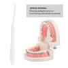 3pcs Orthodontic Toothbrush Small Head Teeth Braces Dental Cleaning ToothbrushWhite