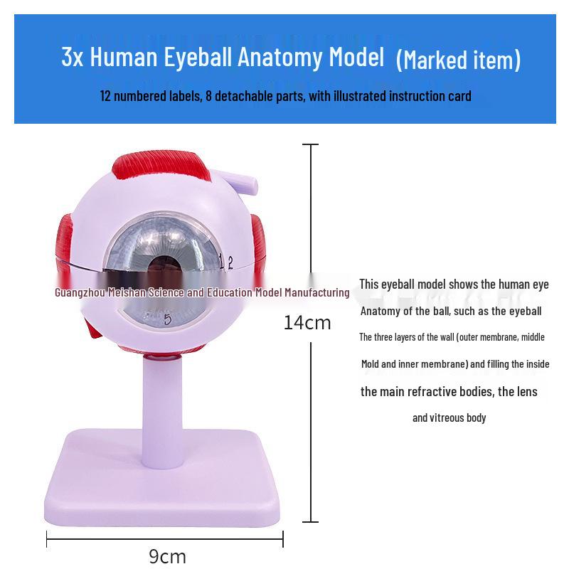 Six Times Magnified Human Eyeball Anatomy Model with Digital Labels