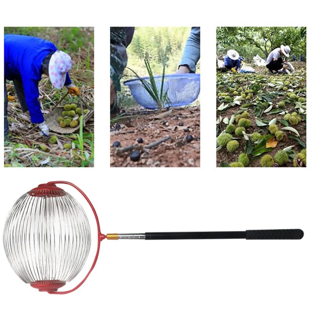 Teleskopický sběrač ovoce a ořechů, Nerezový ořechový sběrač, Zahradní nářadí